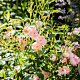 Rosa (P) 'The Fairy' GM 2,0L