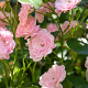 Rosa (P) 'The Fairy' GM 2,0L