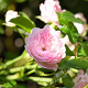 Rosa (P) 'The Fairy' GM 2,0L