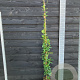 Trachelospermum jasminoides 150-175 cm vierkant rond 5,5L