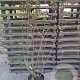 Viburnum lantana 175-200 cm 35L solitair