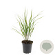 Calamagrostis acut. 'Karl Foerster' GM C1.3