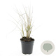 Calamagrostis acut. 'Karl Foerster' GM C1.3