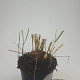 Calamagrostis acut. 'Karl Foerster' GM C1.3