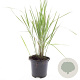 Calamagrostis acut. 'Karl Foerster' GM C1.3
