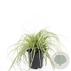 Carex oshim. 'Evergold' GM C1.3