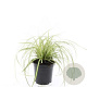 Carex oshim. 'Evergold' GM C1.3