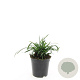 Liriope muscari 'Big Blue' GM C1.3