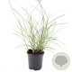 Miscanthus sin. 'Red Chief' GM C1.3