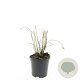 Miscanthus sin. 'Red Chief' GM C1.3