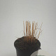 Molinia caerulea 'Heidebraut' GM C1.3