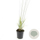 Molinia caerulea 'Heidebraut' GM C1.3