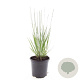 Molinia caerulea 'Heidebraut' GM C1.3