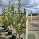 Sambucus nigra 'Madonna' 40-60 cm 15L