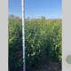 Prunus l. 'Caucasica' 100-120 cm met kluit