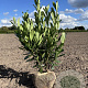Prunus l. 'Caucasica' 100-120 cm met kluit