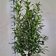 Prunus l. 'Caucasica' 140-160 cm met kluit