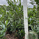 Prunus l. 'Caucasica' 140-160 cm met kluit