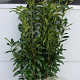 Prunus l. Genolia 120-140 cm met kluit