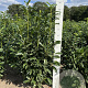 Prunus l. Genolia 120-140 cm met kluit