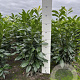 Prunus l. Genolia 60-80 cm met kluit