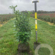 Prunus l. Genolia 60-80 cm met kluit
