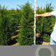 Taxus baccata 140-160 cm met kluit