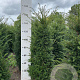 Taxus baccata 140-160 cm met kluit