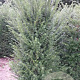 Taxus baccata 140-160 cm met kluit