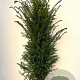 Taxus baccata 140-160 cm met kluit