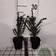 Taxus baccata GM P9