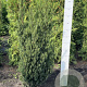 Taxus media 'Hillii' 100-120 cm met kluit
