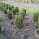Taxus media 'Hillii' 100-120 cm met kluit