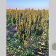 Taxus media 'Hillii' 40-60 cm met kluit