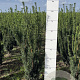 Taxus media 'Hillii' 40-60 cm met kluit