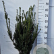 Taxus media 'Hillii' 60-80 cm met kluit
