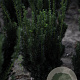 Taxus media 'Hillii' 60-80 cm met kluit