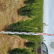 Taxus media 'Hillii' 80-100 cm met kluit