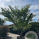 Zelkova serrata 350-450 cm cont. 375L solitair