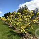 Acer cappadocicum 'Aureum' 10-12 HO container