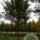 Acer campestre 'Pasquali select' 12-14 HO container