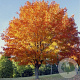 Acer cappadocicum 'Rubrum' 10-12 HO container