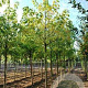 Acer negundo 12-14 HO container