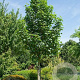 Acer pseud. 'Bruchem' 10-12 HO container