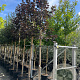 Acer plat. 'Royal Red' 12-14 HO container
