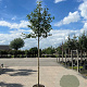 Amelanchier arborea 'Robin Hill' 6-8 HO container