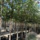 Betula nigra 12-14 HO container
