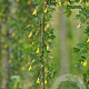 Caragana arborescens 'Pendula' 8-10 HO container 180 cm stam