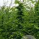 Carpinus betulus 12-14 HO draadkluit geveerd