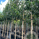 Corylus colurna 12-14 HO container